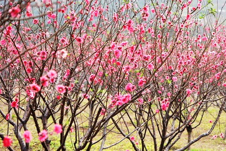 广州到十八罗汉山 赏桃花吃美食