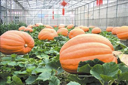 深中通道··港珠澳大桥、澳门环岛、珠海一日游